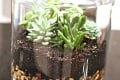 DIY-Succulent-Terrarium-Bower-Power